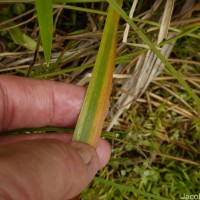 Eriocaulon brownianum Mart.